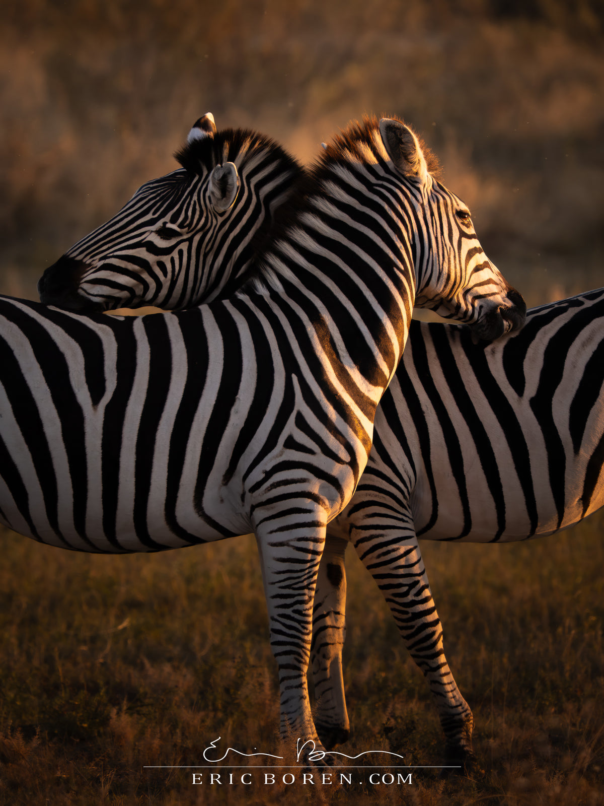 Zebra Embrace